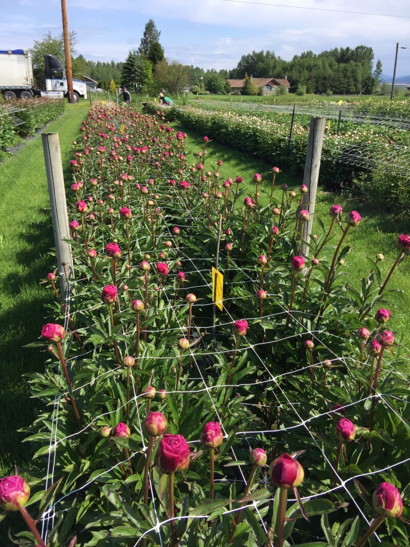 Trellisnet for flowers cultivation
