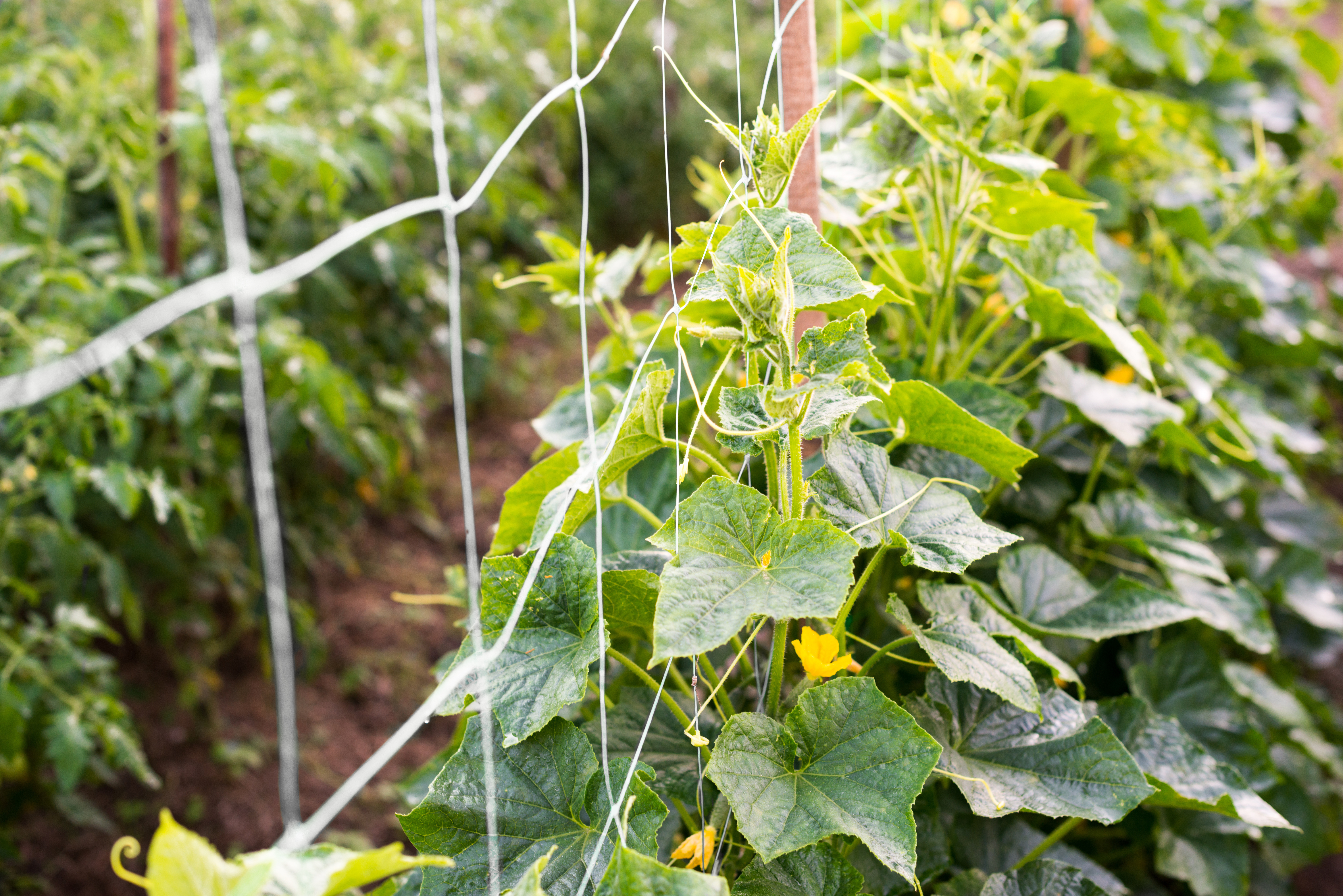 Trellisnet (Garden)