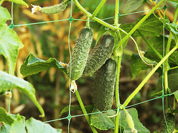 Trellisnet (Garden)